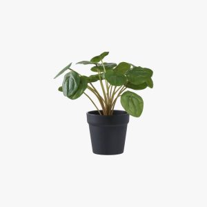 Pelia Plant