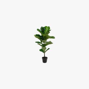 Fiddle Leaf Tree