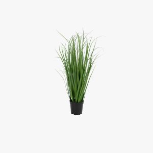 Poa Grass